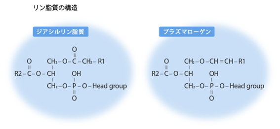 リン脂質の構造